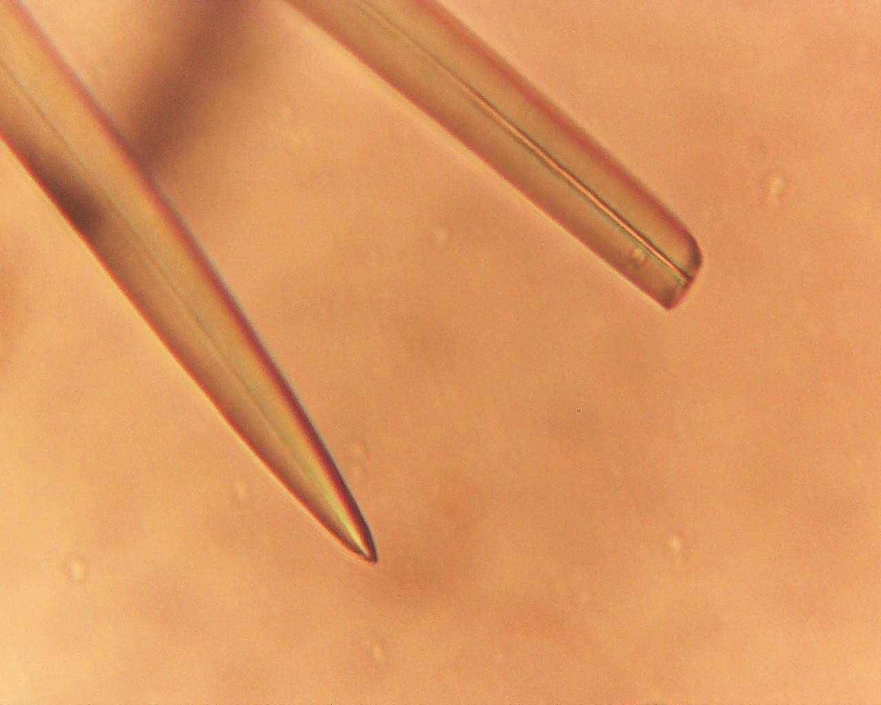 스피큘 광학현미경 이미지 — 측면에서 본 두 개의 270µm 스피큘, 오른쪽에서 끝단의 빈 튜브 단면이 선명히 노출
